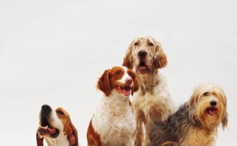 Dia Mundial do Cão: medicina preventiva faz cães viverem mais e reforça importância dos cuidados ao longo da vida